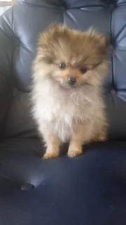 Tiny Toy Pomeranian puppies