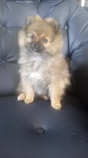 Tiny Toy Pomeranian puppies