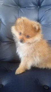 Tiny Toy Pomeranian puppies