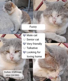 Durban Male Grey &amp; White Cat