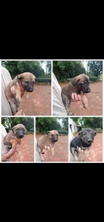 Malinois German Sheppard puppies available available