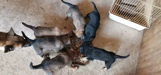 Malinois German Sheppard puppies available available