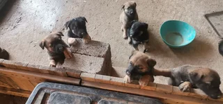 Malinois German Sheppard puppies available available
