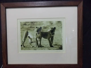 Photogarph of Two Beautiful Lionesses