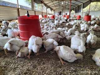 Experienced Farm Manager For Horticulture/commercial Crops/poultry/mixed Farm