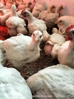 EXPERIENCED FARM MANAGER FOR HORTICULTURE/COMMERCIAL CROPS/POULTRY/MIXED FARM