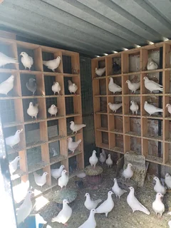 White pigeons for sale