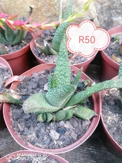 Succulents vet plante