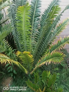 Identify my plants