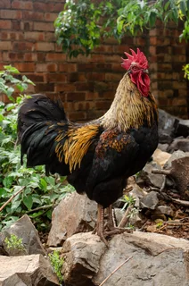 14 month old Koek-Koek and Rhode Island Red cross.