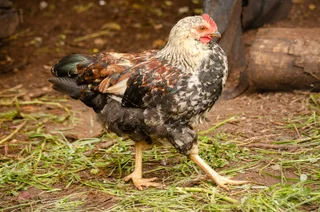 11 week roosters for sale