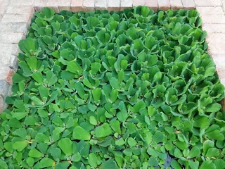 Plants for your waterfeature