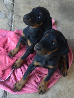 Doberman Puppies