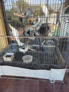 Cockatiels - Ad posted by Vee Moodley