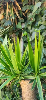 Yuccas for sale (Strandfontein)