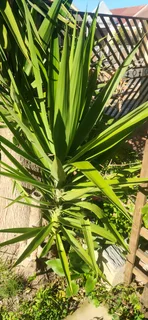 Yuccas for sale (Strandfontein)