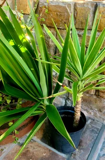 Yuccas for sale (Strandfontein)