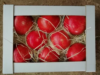 Granaatbome/Pomegranate Trees