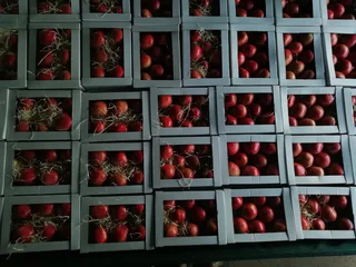 Granaatbome/Pomegranate Trees