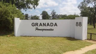 Granaatbome/Pomegranate Trees