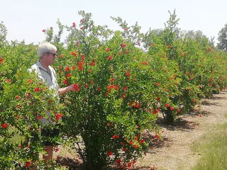 Granaatbome/Pomegranate Trees