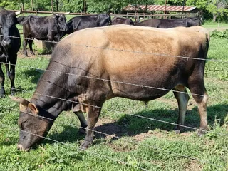 Jersey Bull for sale