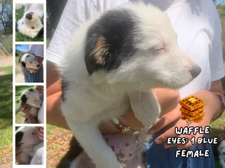 Tri-Color Border Collie Pups