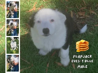 Tri-Color Border Collie Pups