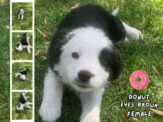 Tri-Color Border Collie Pups