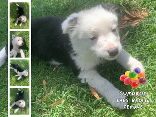 Tri-Color Border Collie Pups