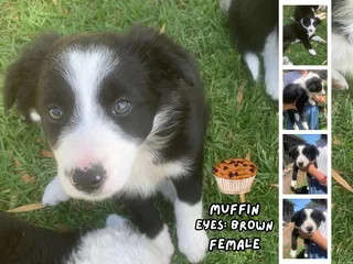 Tri-Color Border Collie Pups