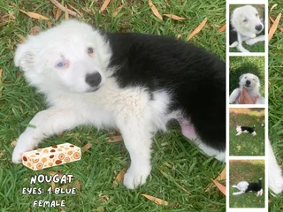 Tri-Color Border Collie Pups