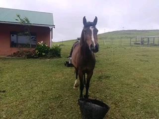 We’re rehoming our beautiful mare in kzn midlands 