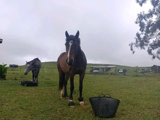We’re rehoming our beautiful mare in kzn midlands 