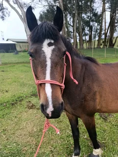 We’re rehoming our beautiful mare in kzn midlands 