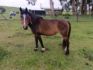 We’re rehoming our beautiful mare in kzn midlands 