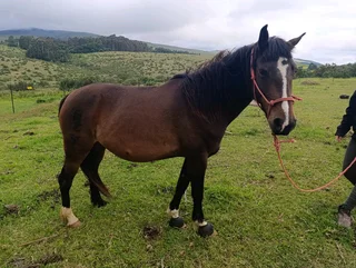 We’re rehoming our beautiful mare in kzn midlands 