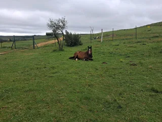 We’re rehoming our beautiful mare in kzn midlands 