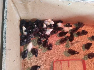 Chickens for sale ,hoenders te koop