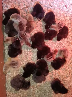 Chickens for sale