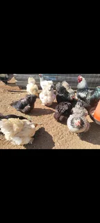 Chickens for sale