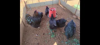 Chickens for sale