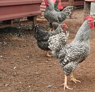 Chickens for sale