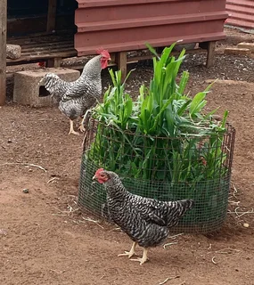 Chickens for sale