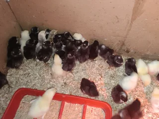 Chickens for sale