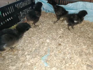 Chickens for sale