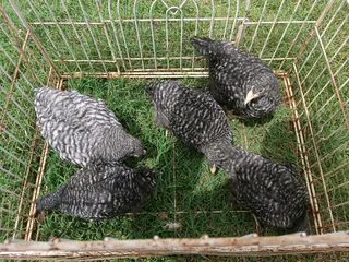 Chickens for sale