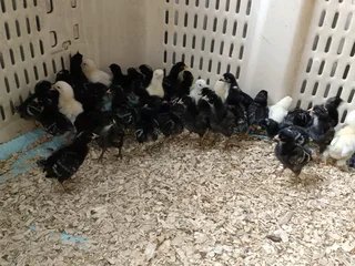 Chickens for sale