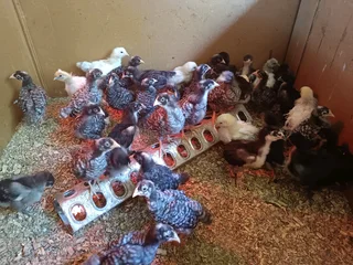 Poultry ,chickens for sale