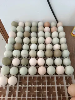 Poultry ,chickens for sale